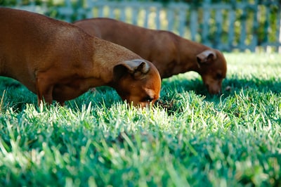 白天在草地上养两只短毛棕褐色小狗